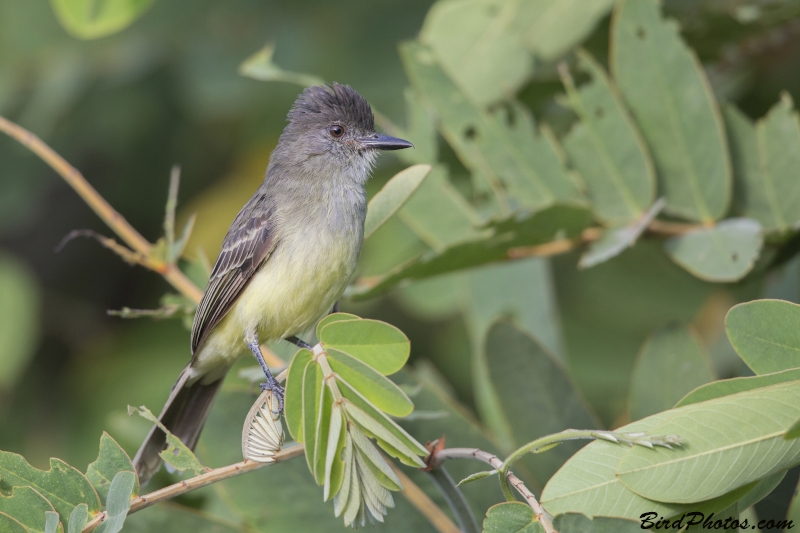 Apical Flycatcher