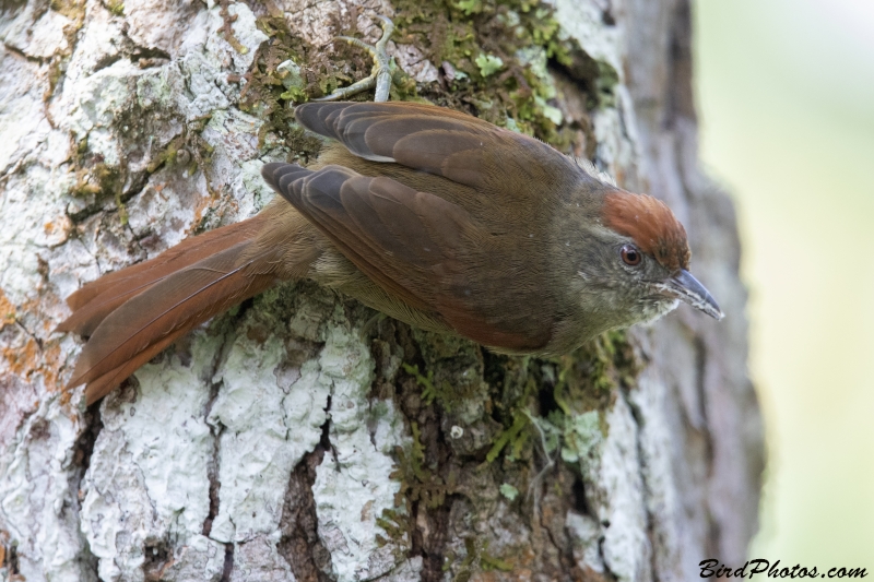 Ash-browed Spinetail