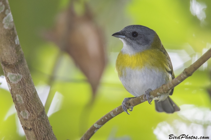 Ashy-throated Chlorospingus