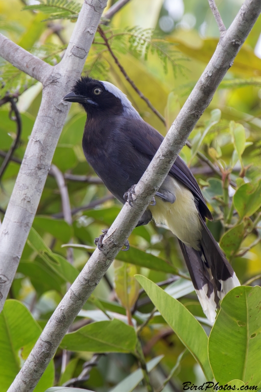 Azure-naped Jay