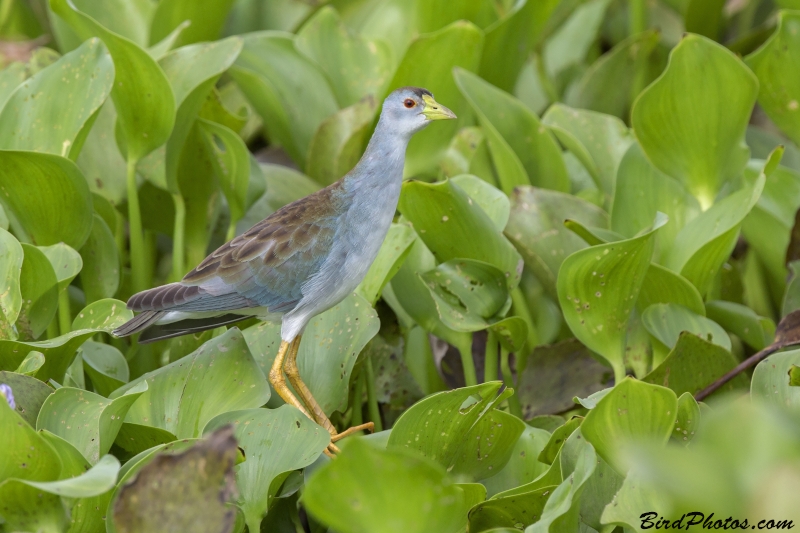 Azure Gallinule