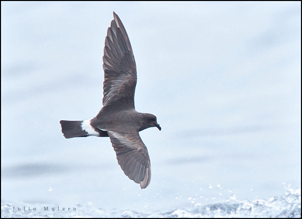 Band-rumped Storm Petrel