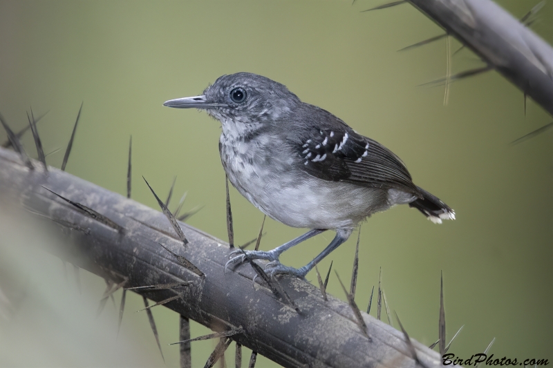 Band-tailed Antbird