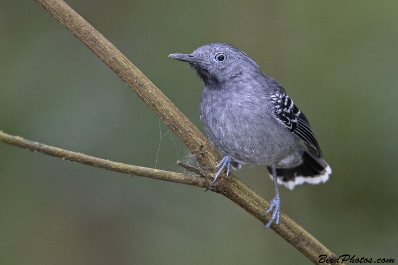 Band-tailed Antbird