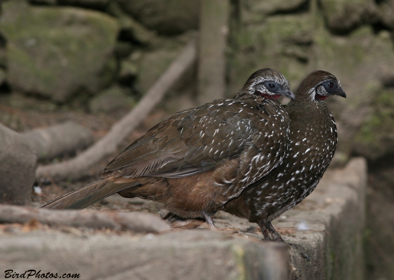 Band-tailed Guan