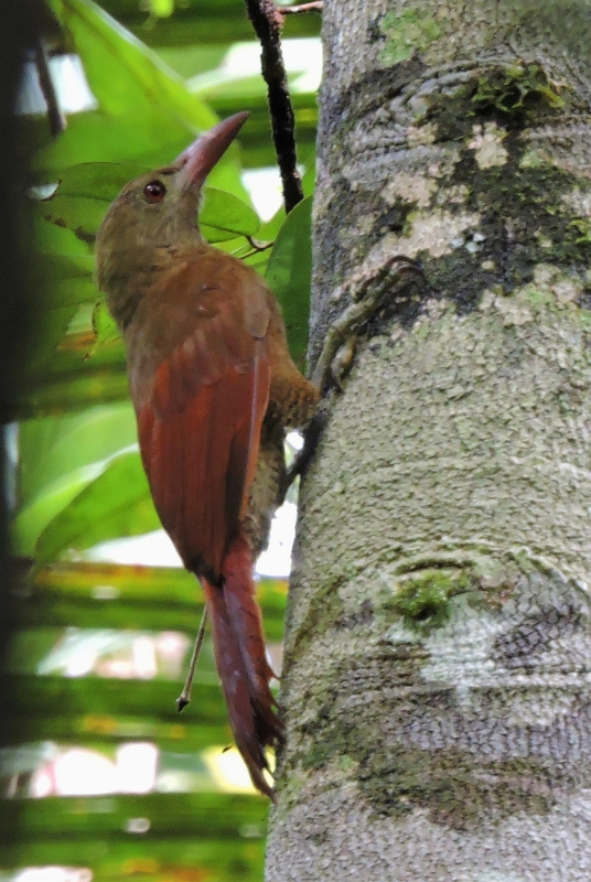 Bar-bellied Woodcreeper