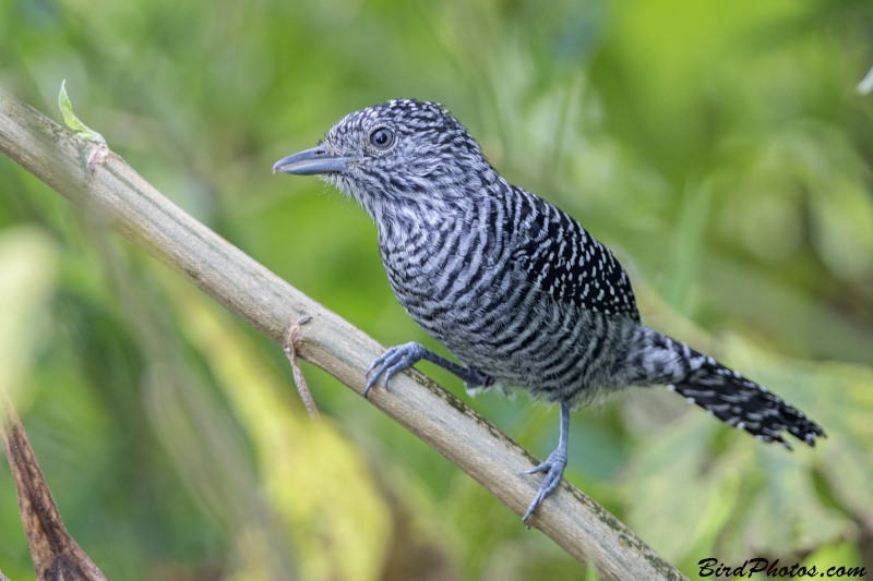 Bar-crested Antshrike