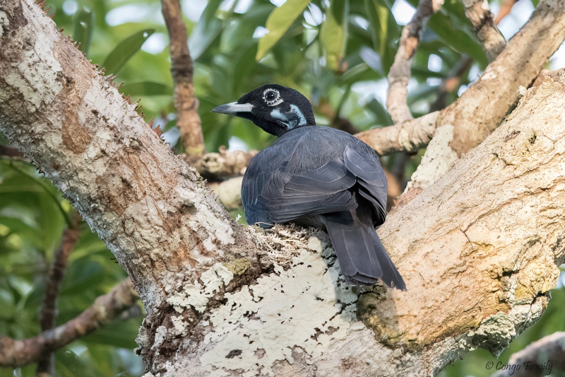 Bare-necked Fruitcrow