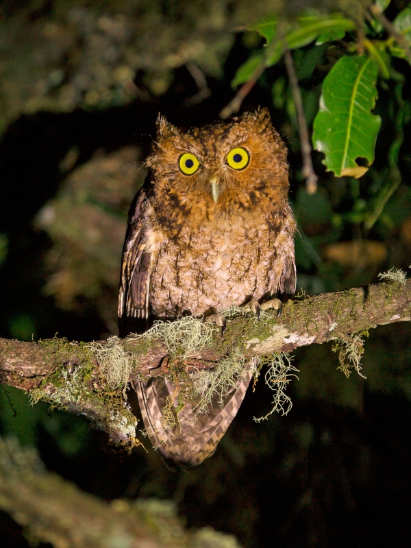 Bare-shanked Screech Owl