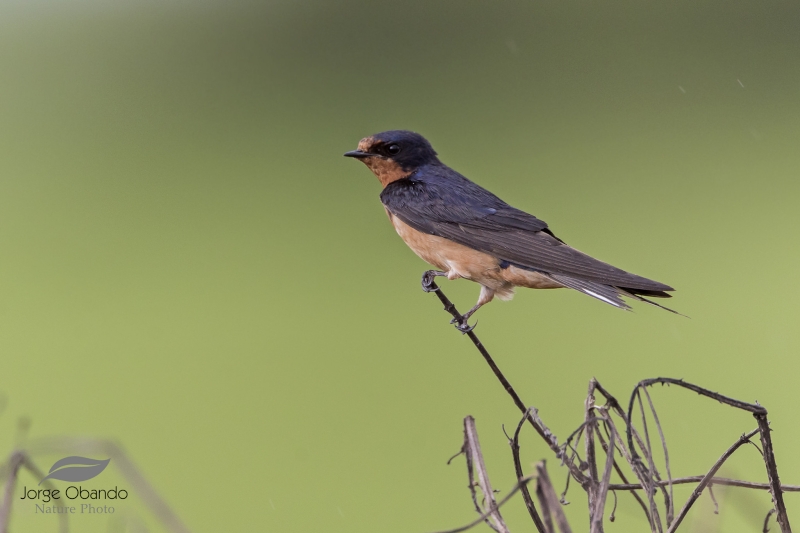 Barn Swallow