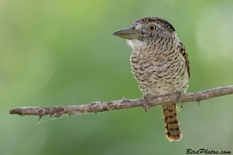 Barred Puffbird