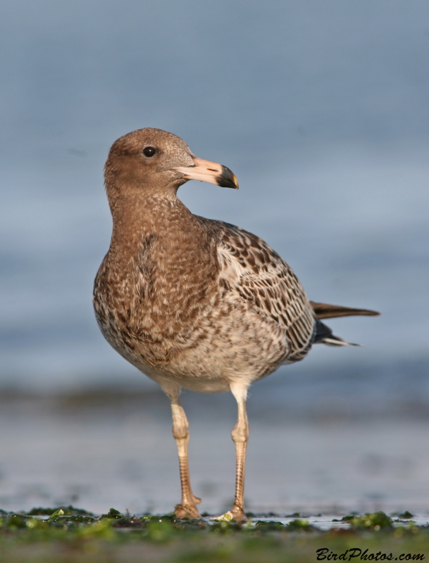 Belcher's Gull