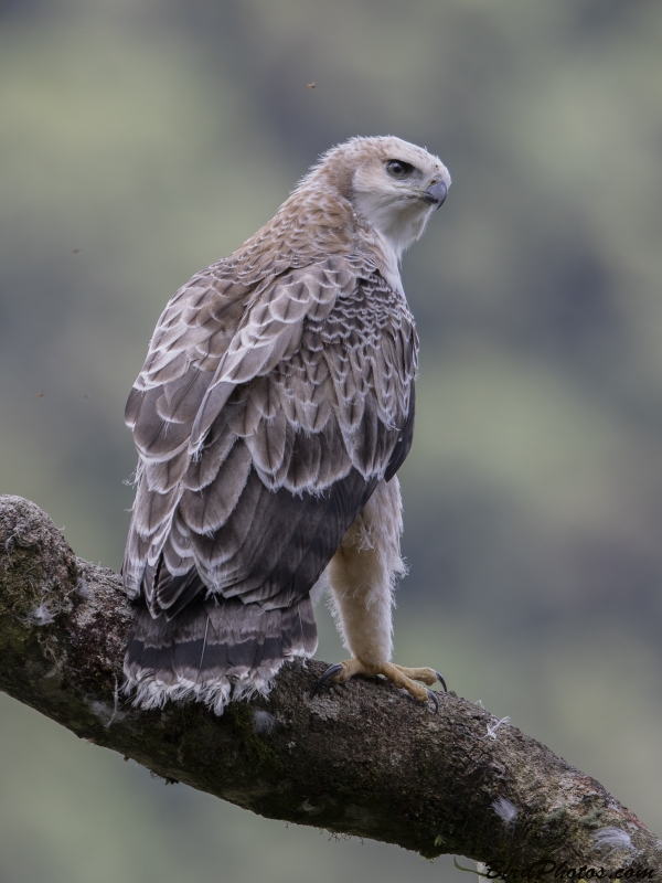 Black-and-chestnut Eagle