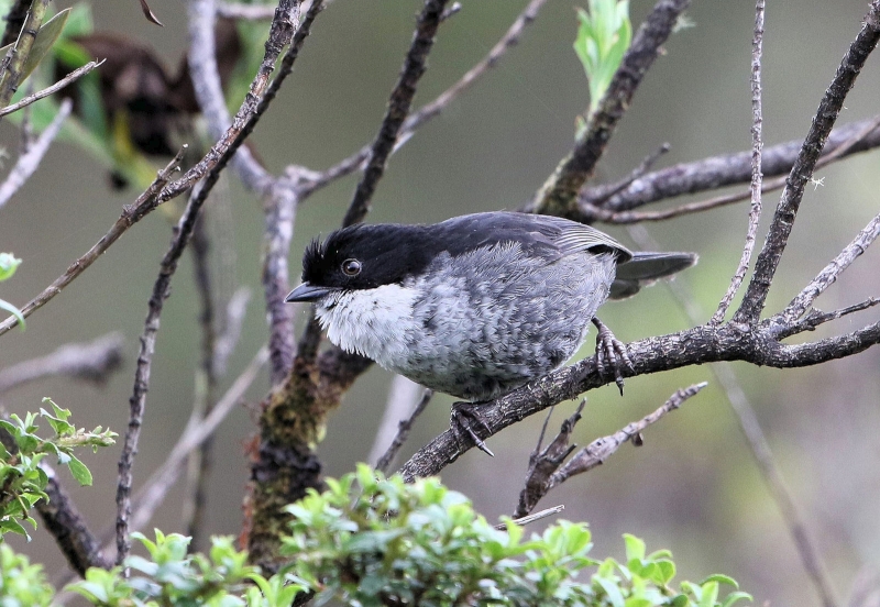 Black-backed Bush Tanager