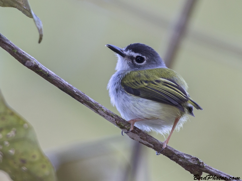 Black-capped Pygmy Tyrant