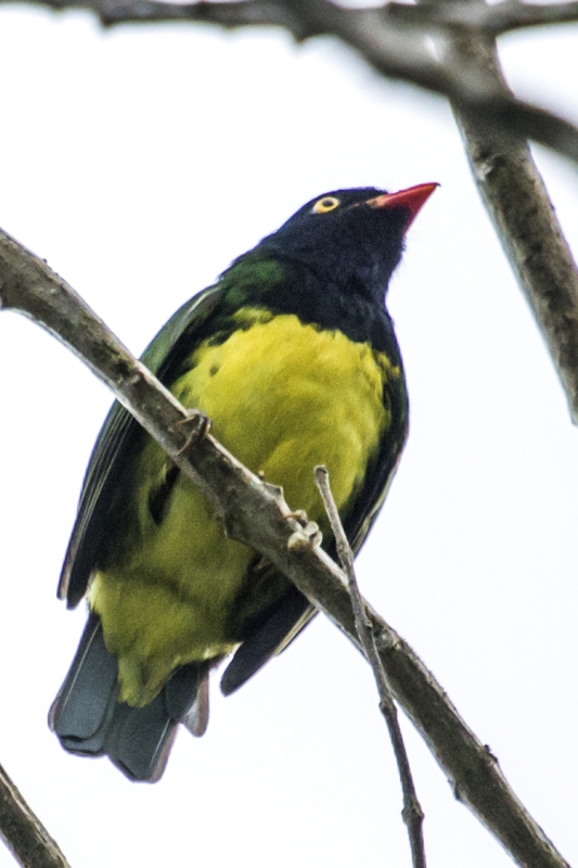 Black-chested Fruiteater