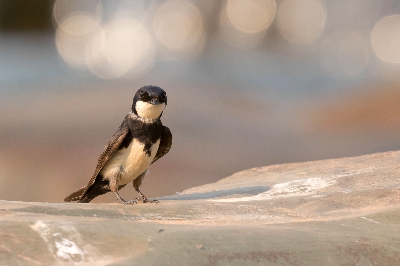 Black-collared Swallow