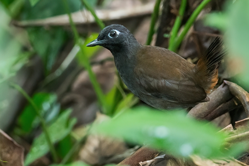 Black-headed Antthrush