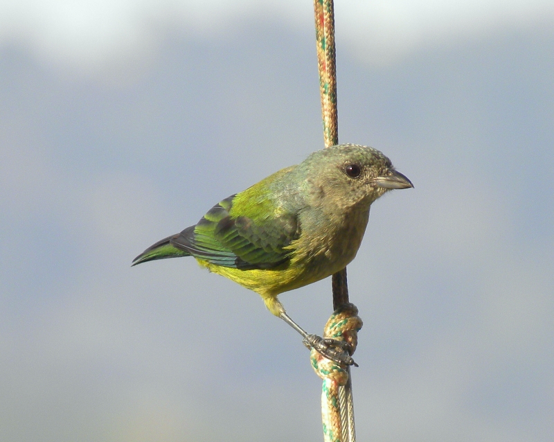 Black-headed Tanager