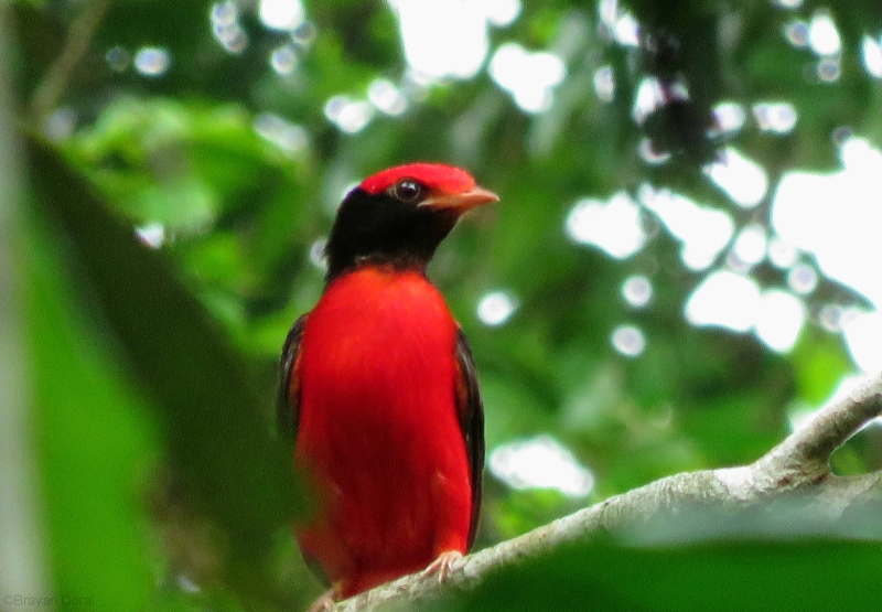 Black-necked Red Cotinga