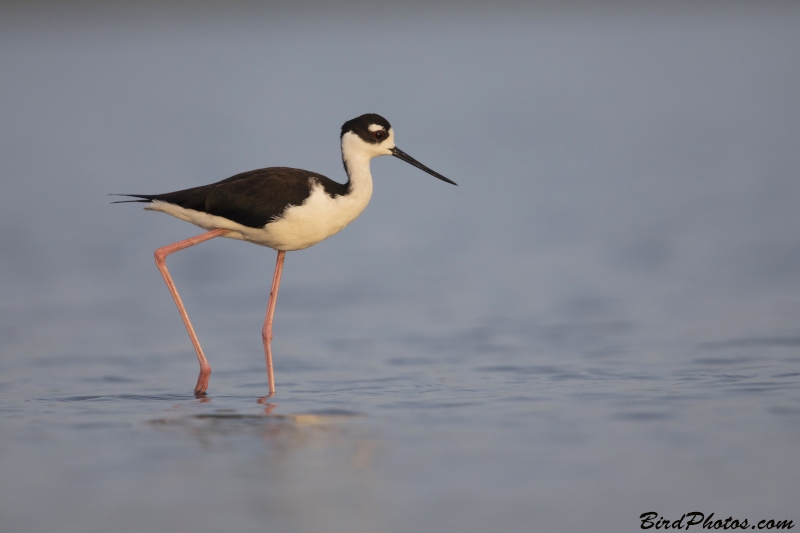 Black-necked Stilt