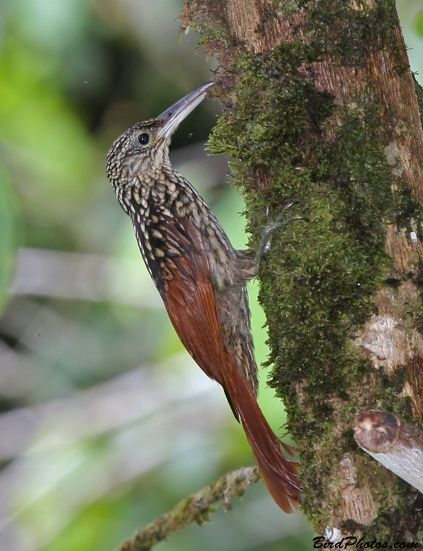 Black-striped Woodcreeper