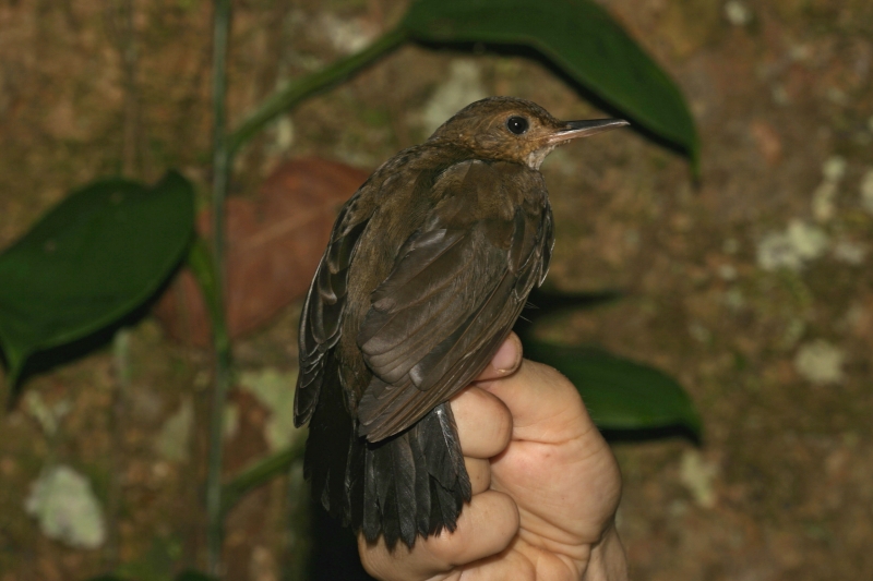 Black-tailed Leaftosser