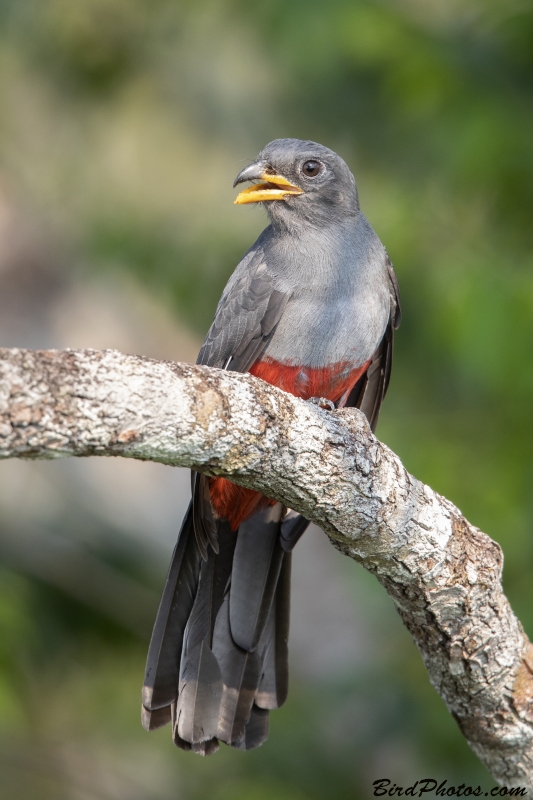 Black-tailed Trogon