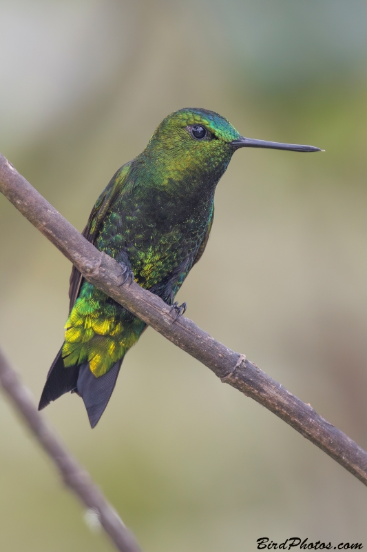 Black-thighed Puffleg