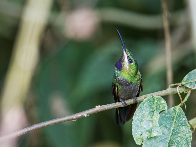 Black-throated Brilliant