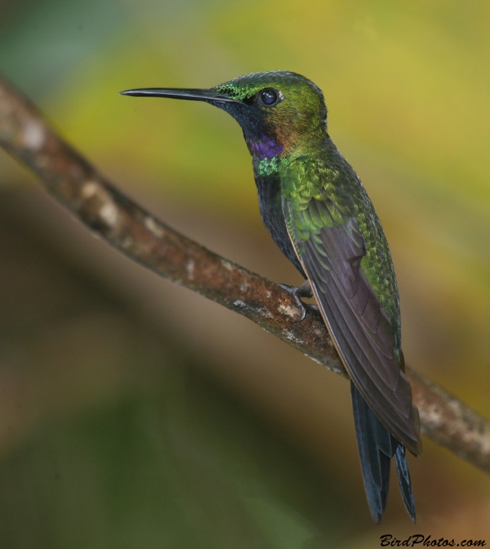 Black-throated Brilliant