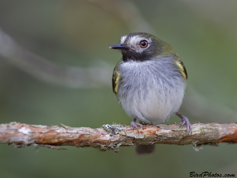 Black-throated Tody-Tyrant