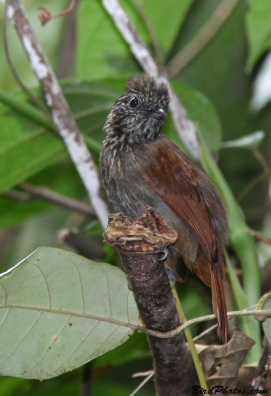 Black Antshrike