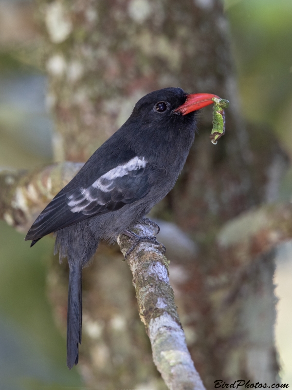 Black Nunbird