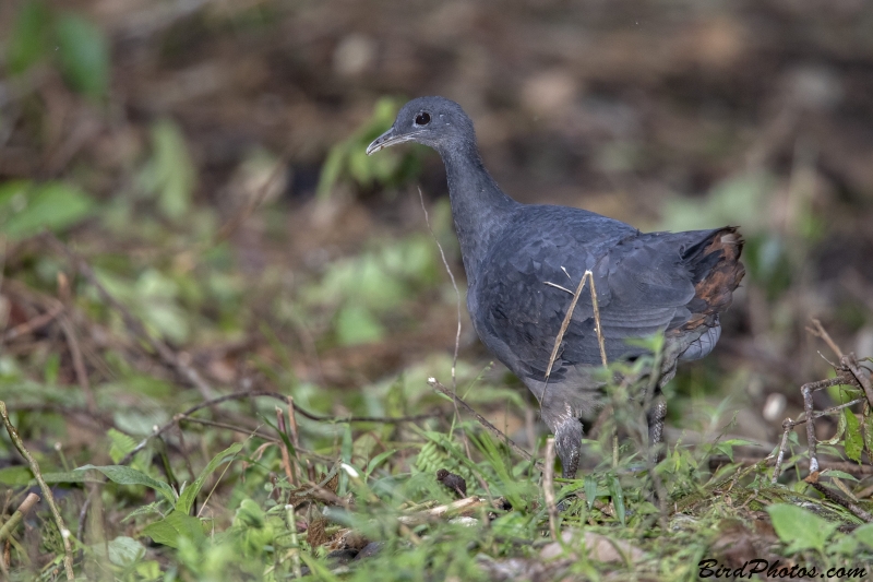 Black Tinamou