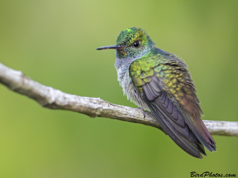 Blue-chested Hummingbird