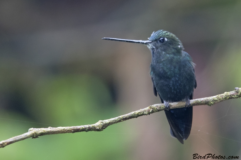 Blue-fronted Lancebill