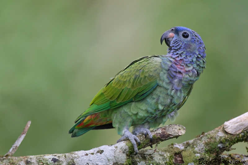 Blue-headed Parrot