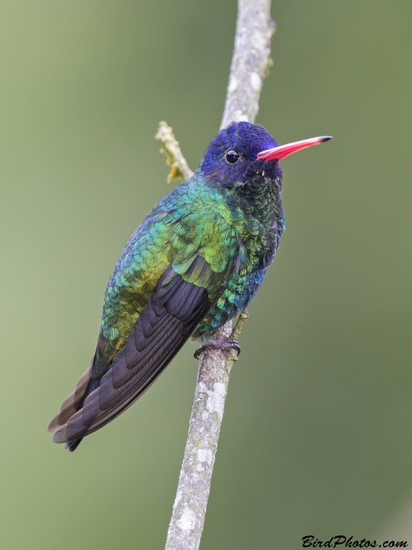 Blue-headed Sapphire