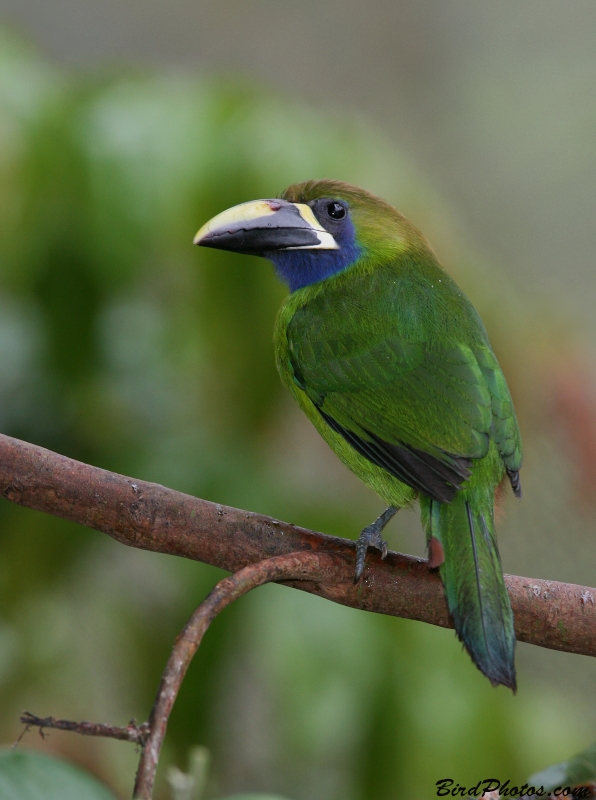 Blue-throated Toucanet