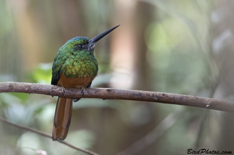 Bluish-fronted Jacamar