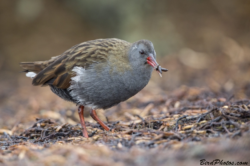 Bogota Rail