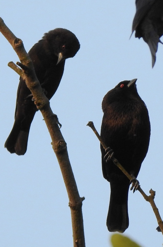 Bronze-brown Cowbird