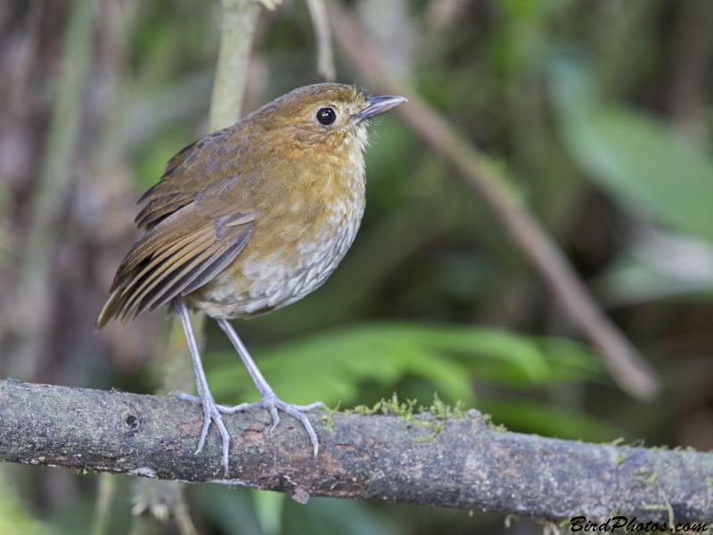 Brown-banded Antpitta