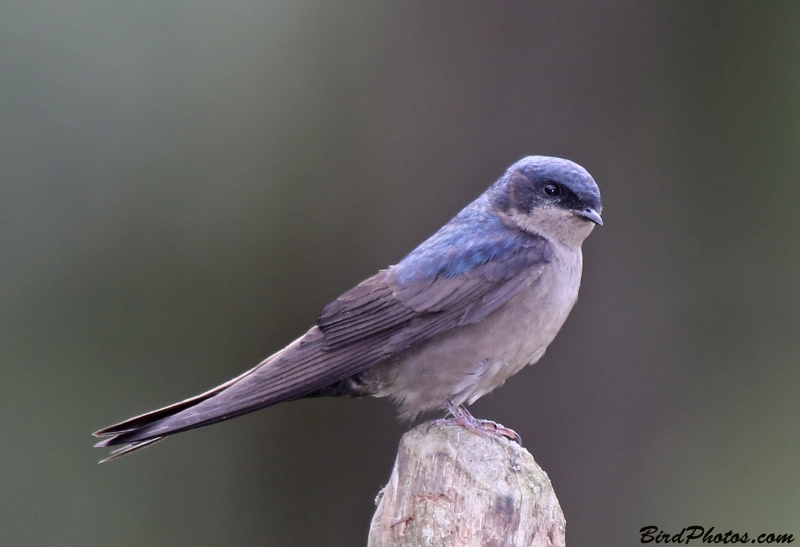 Brown-bellied Swallow