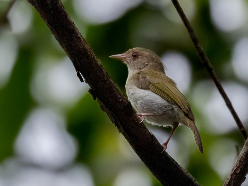 Brown-headed Greenlet