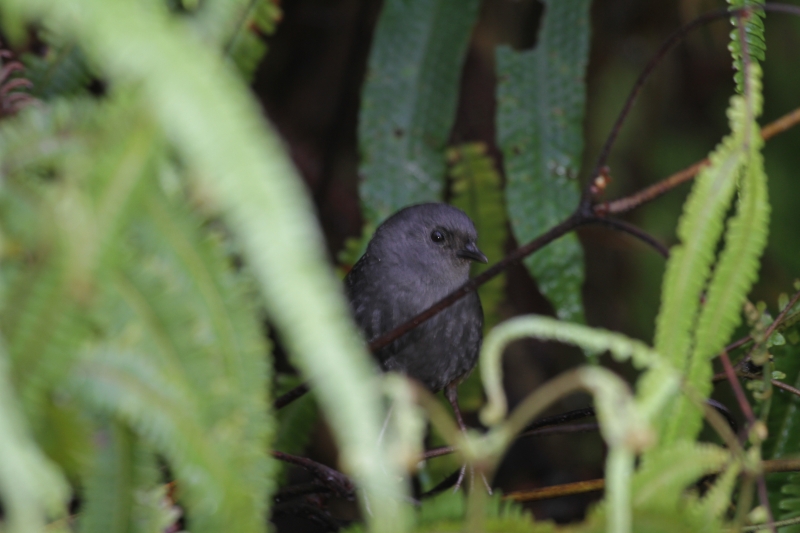 Brown-rumped Tapaculo