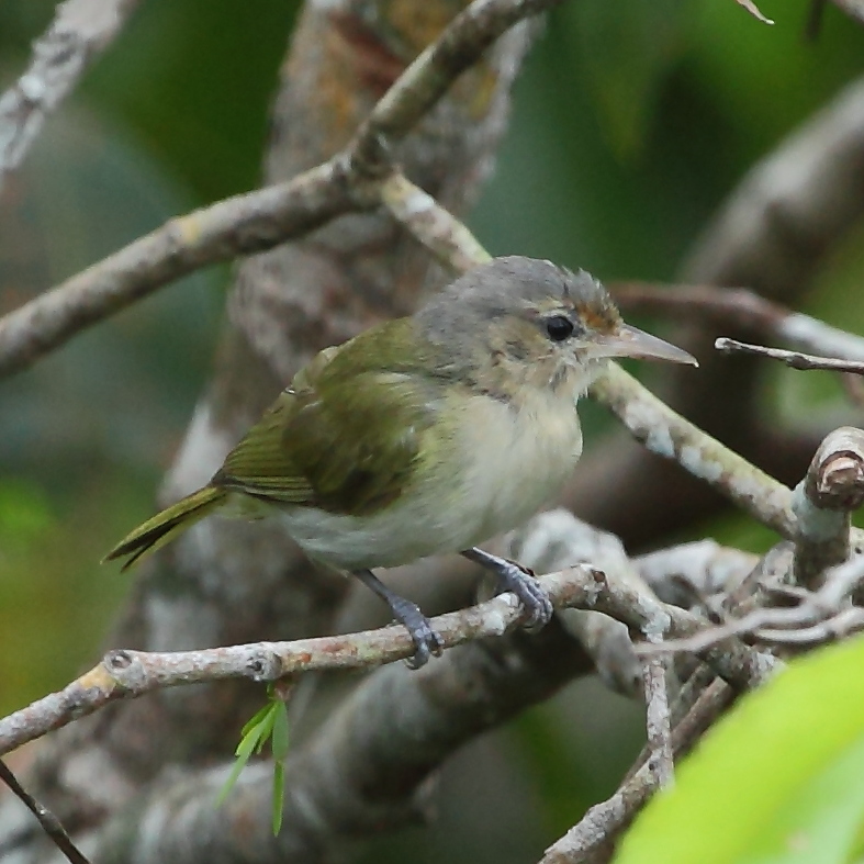 Buff-cheeked Greenlet