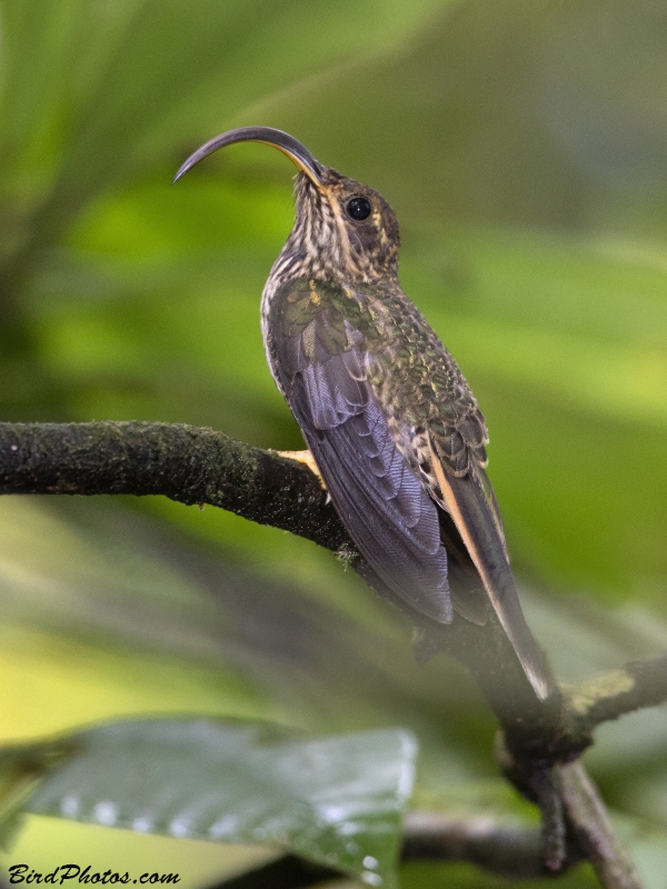 Buff-tailed Sicklebill