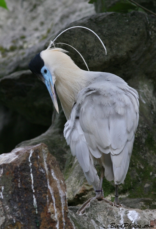 Capped Heron